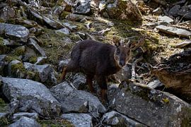 Chèvre de montagne taïwanaise dans les montagnes sur Yanine de Jonge