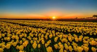 Tulpen