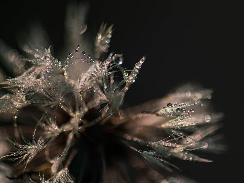 tangled lint ball by Tania Perneel