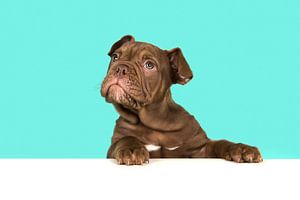Old English bulldog