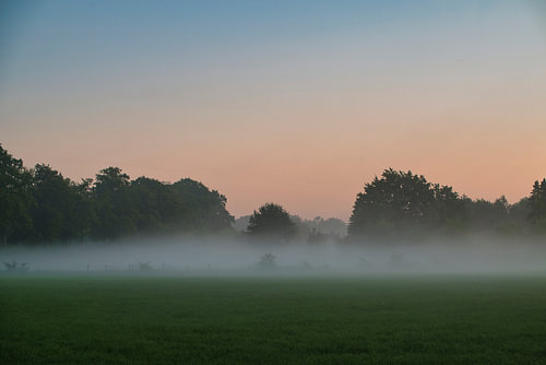 Fog over the field
