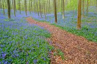 Bluebell forest during springtime by Sjoerd van der Wal Photography thumbnail