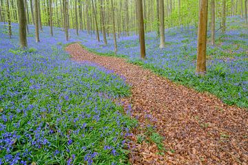 Blauglockenwald im Frühling von Sjoerd van der Wal Fotografie