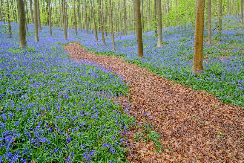Forêt de Bluebell au printemps par Sjoerd van der Wal Photographie