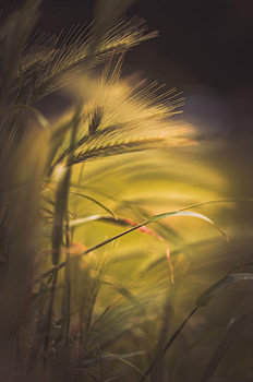 Körner im Abendlicht.