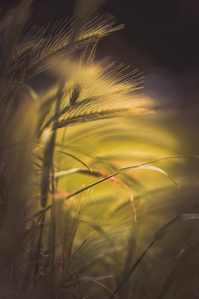 Körner im Abendlicht. von Robby's fotografie