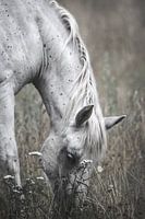 White horse