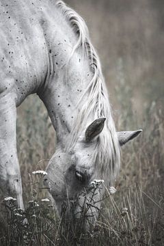 Wit paard van Leny Silina Helmig