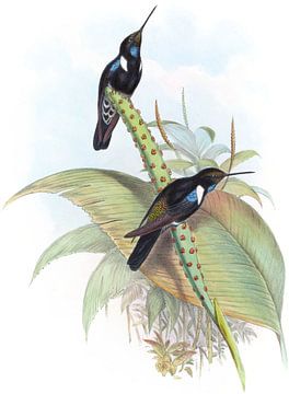 Prunelle's Cœligene, John Gould van Hummingbirds