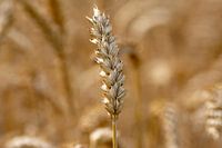 Full grain palm in field in Zeeland