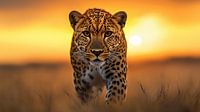 Majestätischer Leopard geht bei Sonnenuntergang in der Savanne auf die Kamera zu
