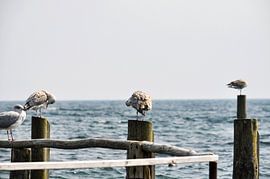 Meeuwen op kribben in Vitt van GH Foto & Artdesign