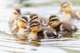 pulls by Wouter Vroom