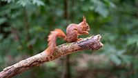 Porträt eines Eichhörnchens von Mark Bolijn Miniaturansicht