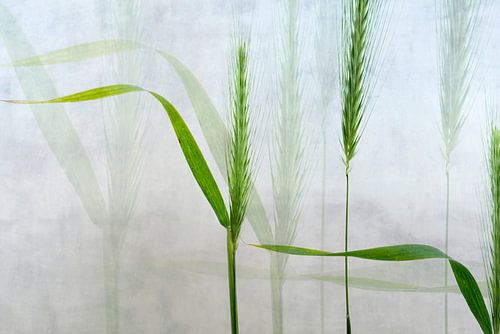 Korenaren compositie