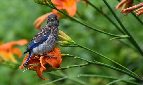 Een juveniele blauwe gaai in de tuin