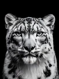 Léopard des neiges - Un calme majestueux dans un portrait monochrome