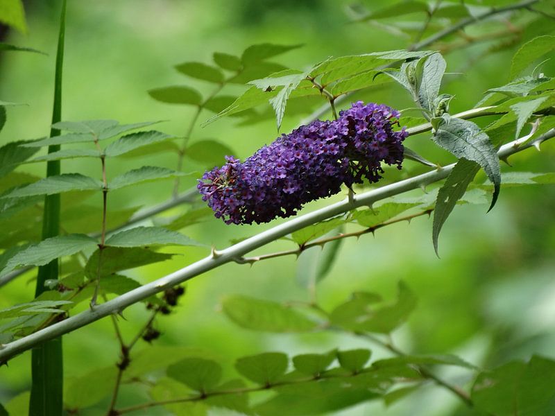paarse bloem by Brigitte Koster