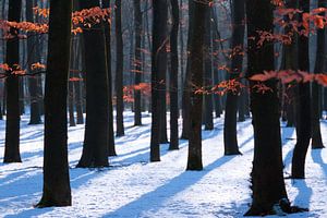 Winter Colors van Martin Podt