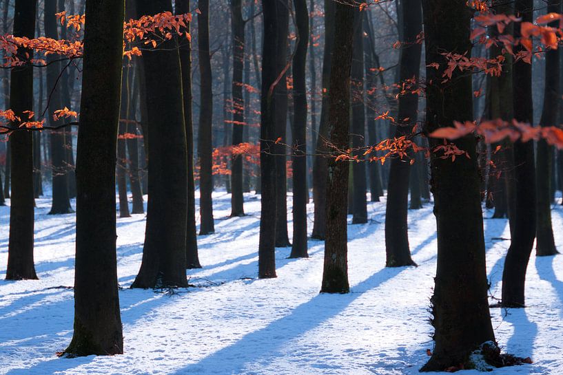 Winter Colors von Martin Podt