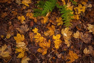 Herfstbladeren op de grond