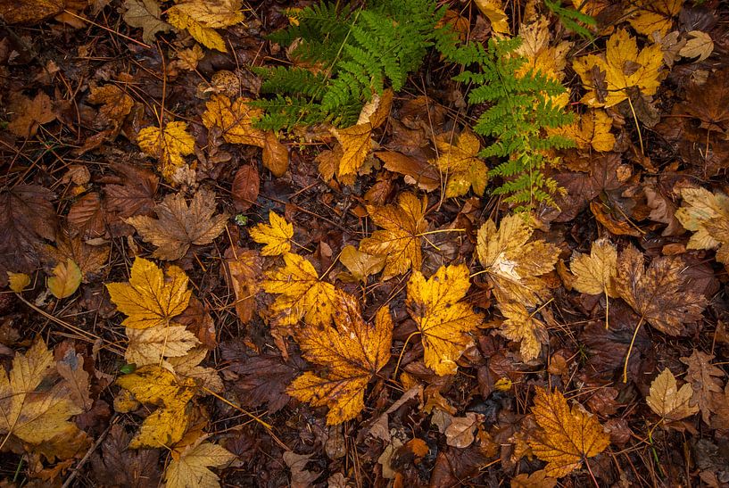 Herfstbladeren op de grond van Margreet Frowijn