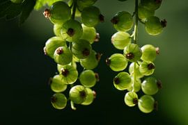 Grüne Johannisbeeren von Ulrike Leone