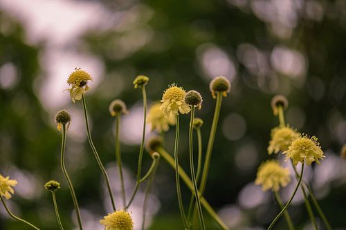 échinacée jaune