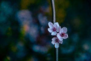 Farbe im Garten von Piotr Aleksander Nowak