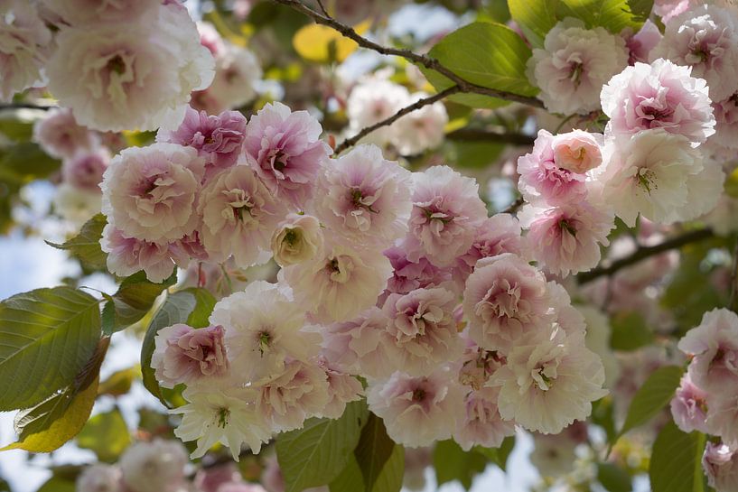 Lichtroze bloesems van een sierkers in het voorjaar 3 van Adriana Müller
