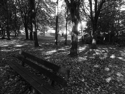 Bankje in het Almeerse bos
