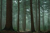Une forêt de conifères dans le brouillard par Jacco van Son Aperçu