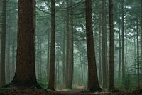 Nadelwald im Nebel