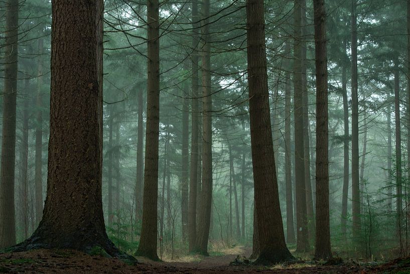 Une forêt de conifères dans le brouillard par Jacco van Son
