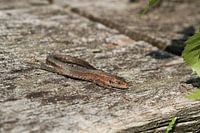 Lézard commun, femelle
