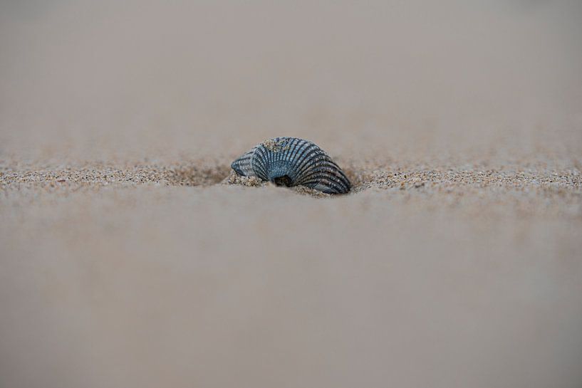 Shell by SBB Fotografie