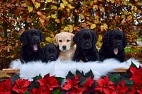 Puppies