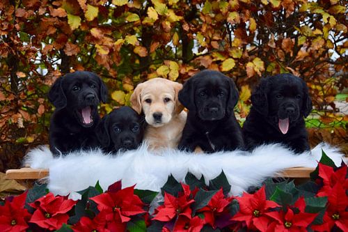 Puppies van Jitske Van der gaast