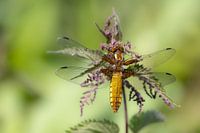 Libelle auf Pflanze ruhend