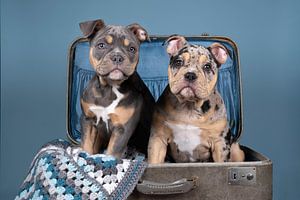 Zwei alte englische Bulldoggenwelpen in einem Koffer