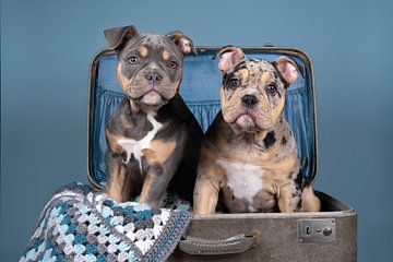 Twee old english bulldog puppies in een koffer van Leoniek van der Vliet