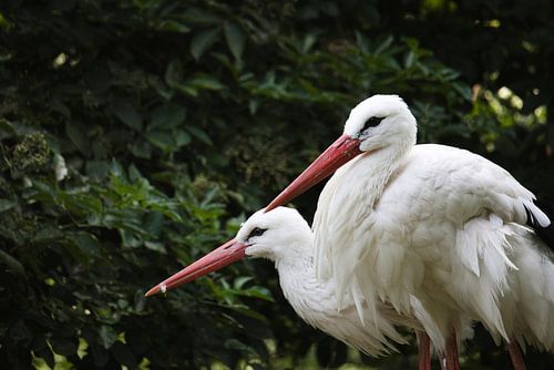Two storks in their nest