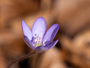 Zartes Leberblümchen im warmen Licht des Frühlings