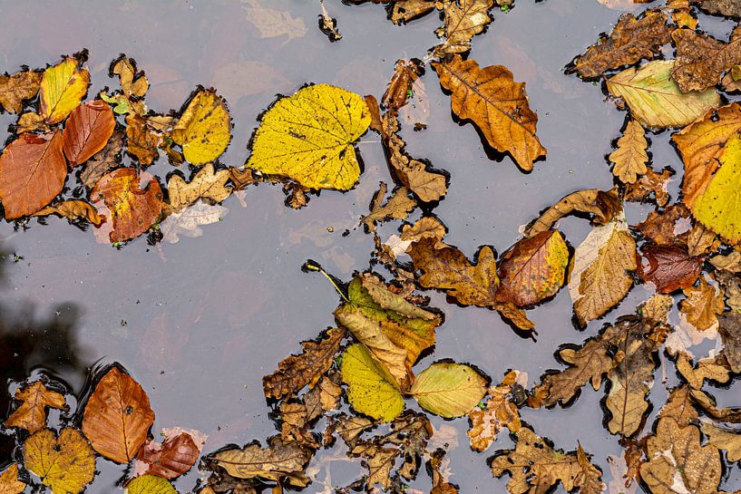 Continent Autumn by Caroline Pleysier