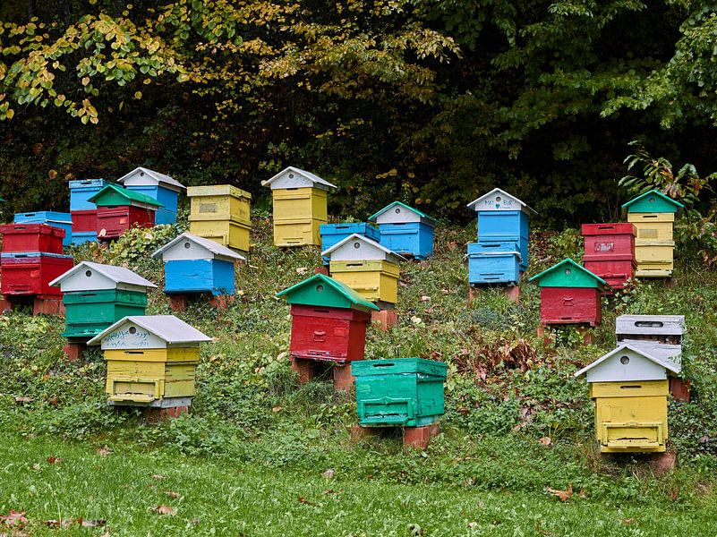 Beehives by Cüneyt Kurucam