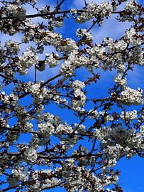 Kirschblüte von Edwin Arendts