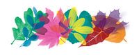 Colorful leaves van Harry Hadders thumbnail