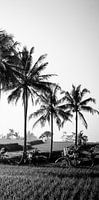 Black and white photo of a rice field on Bali (part 3 of triptych)