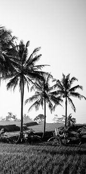 Black and white photo of a rice field on Bali (part 3 of triptych) by Ellis Peeters