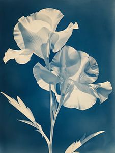 Fleur blanche vintage sur fond bleu-noir - Une ode artistique à la photographie américaine